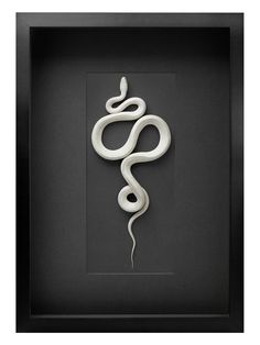 a white snake in a black box with the letter s on it's side