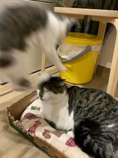 two cats are playing with each other on the floor