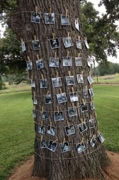 a tree with pictures pinned to it