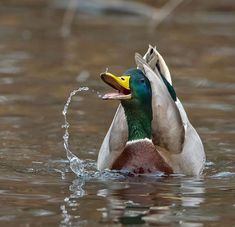 a mallard with its mouth open and water splashing from it's beak