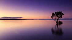 a lone tree sitting in the middle of a large body of water at sunset or dawn