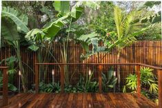 a wooden deck surrounded by lush green plants