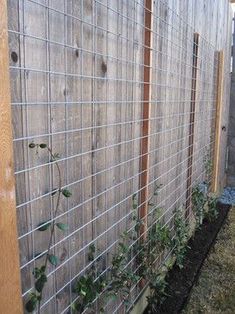 a fence that has some plants growing on it and is next to the grass in front of it