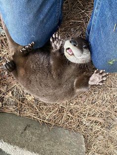 an animal that is laying down on the ground next to someone's legs and feet