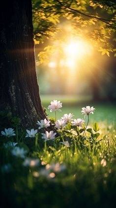 the sun shines brightly behind some white flowers in front of a tree and grass