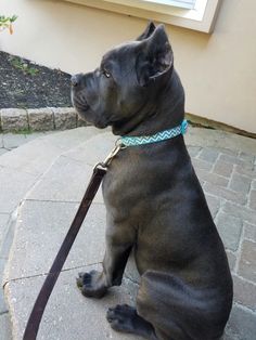 a large black dog sitting on top of a sidewalk