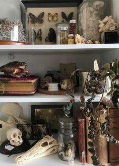 the shelves are filled with books, skulls and other items for halloween decor on display