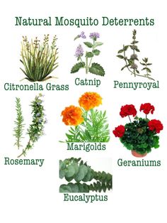 different types of flowers and plants that are labeled