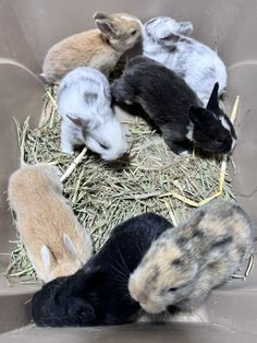 several small rabbits are sitting in the hay