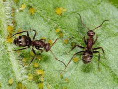 two brown bugs sitting on top of a green leaf