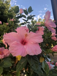 pink flowers blooming on the side of a building