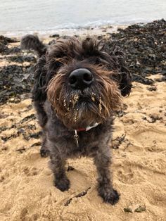 a dog standing on top of a sandy beach