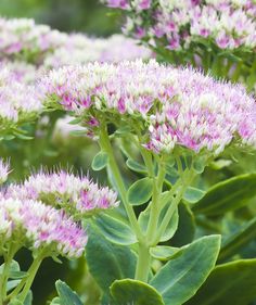 pink and white flowers with green leaves in the foreground