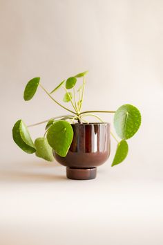 a potted plant with green leaves in it