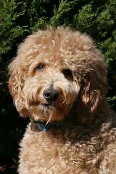 a close up of a dog with trees in the background