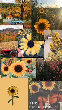 the sunflowers and other flowers are shown in this collage