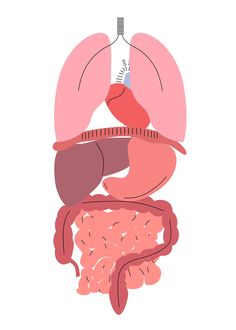 an illustration of the human body and its organs