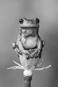 Wild Animals Photography, Pencil Drawings Of Animals, Realistic Pencil Drawings, Animal Illustration Art, Wild Animals Pictures, Trending Pins, Charcoal Art, A Frog, Pencil Art Drawings