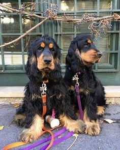 two black and brown dogs sitting next to each other with leashes around their necks