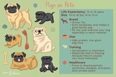 pugs as pets poster with instructions for how to use the dog grooming tool