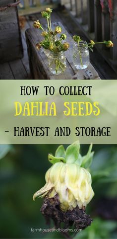 two pictures of dahlia seed pods Growing Cut Flowers, Garden Flowers Perennials, Faeries Gardens, Garden Whimsy, Flower Farmer