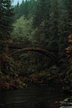 a bridge over a river in the middle of a forest with lots of trees on both sides