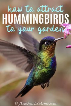 Attract Hummingbirds To Your Garden (10 Tips You Can Use In Your Yard) Plant Tips, Attract Butterflies