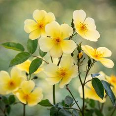 some yellow flowers with green leaves and a bee on one flower, in front of a blurry background