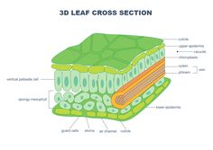 the structure of an animal cell