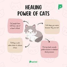 a cat sitting on top of a pink background with words describing the power of cats