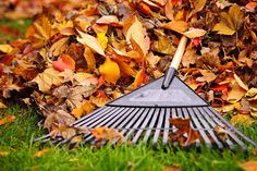 a rake laying on top of leaves in the grass