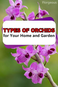 Types of Orchids Lady Slipper Orchid, Vanda Orchids, Dendrobium Orchids, Cymbidium Orchids