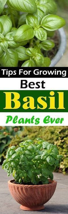 basil plants in a bowl with the title tips for growing best basil plant ever