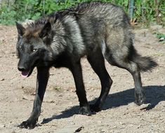 a gray wolf walking across a dirt field