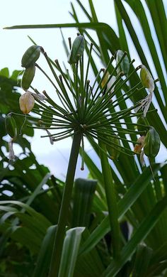 a close up of a plant with lots of leaves and flowers in the foreground