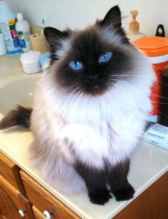 a black and white cat with blue eyes sitting on a bathroom sink next to a mirror