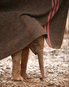 an elephant with its trunk under it's leg