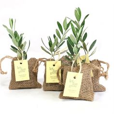 three small bags with plants in them