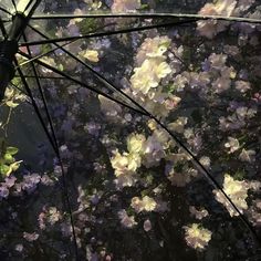 an open umbrella with flowers on the outside and inside, in front of a dark background