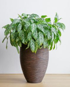 a large potted plant sitting on top of a wooden floor