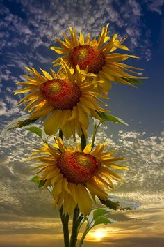 three yellow sunflowers with red centers in front of a blue sky and clouds