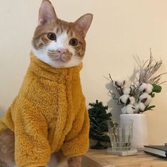 a cat sitting on a table wearing a teddy bear outfit and looking at the camera