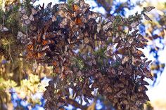 a cluster of monarch butterflies clustered together on a tree branch with blue sky in the background