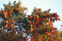 a cluster of butterflies sitting on top of a tree