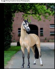 a brown horse standing on top of a sidewalk