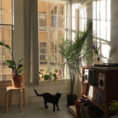 a black cat standing in front of a window next to a book shelf and potted plant