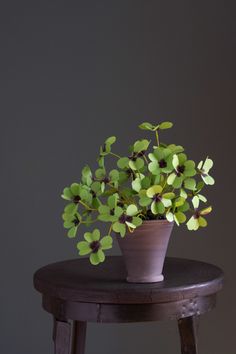 a small potted plant sitting on top of a wooden table next to a stool