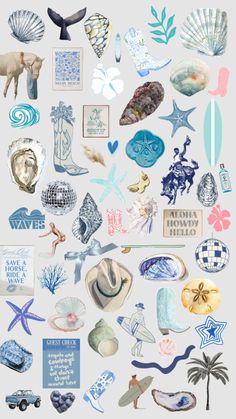 a bunch of different types of sea shells