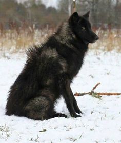 a large black dog sitting in the snow