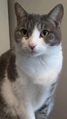 a gray and white cat sitting on top of a table next to a window sill